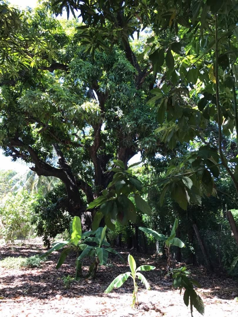9 Rue L. Leonard, Clercine 12, Port-au-Prince, Tabarre, Clercine HT6410